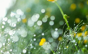 藏在二十四節(jié)氣里的食與味 - 雨水之超模身材計(jì)劃