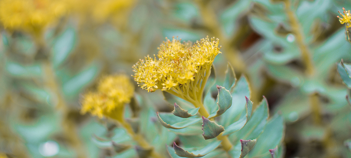 Rhodiola Rosea Extract